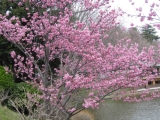 「桜とお弁当で大満足。」の画像