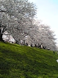 「京都八幡の桜です＾＾」の画像