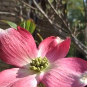 新居に咲いた花