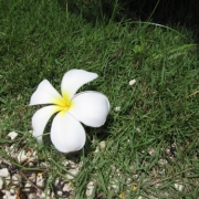 私の大好きな花。