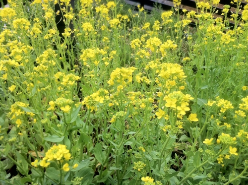 菜の花じゃ～ないですよ♪の画像（1枚目）