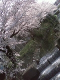 水と桜の組み合わせ♪