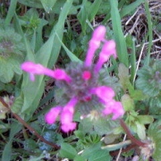 この寒い季節に　花一輪！