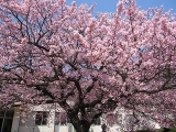 ヒカン桜