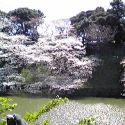 お堀の桜