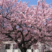 ヒカン桜