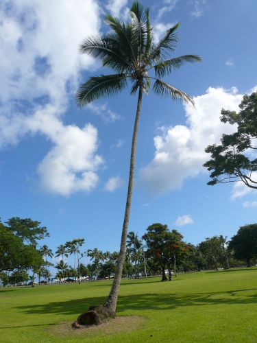 空高くそびえ立つ椰子の木の画像（1枚目）