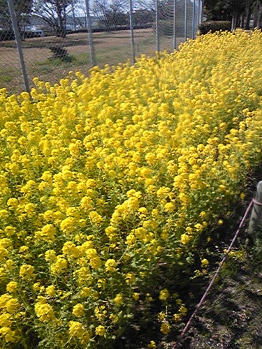 癒しの黄色いお花達の画像（1枚目）