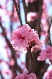 きれいな桜色