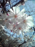 靖国神社の桜