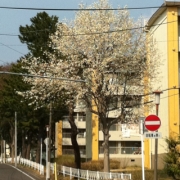 咲き始めている桜を見て