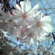 靖国神社の桜