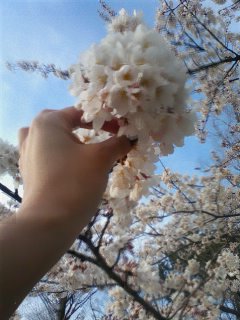 桜の画像（1枚目）