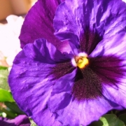 「紫」あなたが撮った「花」の写真募集！WEBガーデン「5周年記念庭園」開設！の投稿画像