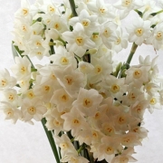 「水仙（スイセン）」あなたが撮った「花」の写真募集！WEBガーデン「5周年記念庭園」開設！の投稿画像