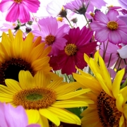 「コスモスとひまわり」あなたが撮った「花」の写真募集！WEBガーデン「5周年記念庭園」開設！の投稿画像