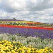 お花のじゅうたん