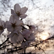「夕景の桜」あなたが撮った「花」の写真募集！WEBガーデン「5周年記念庭園」開設！の投稿画像