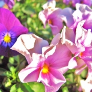 「陽にむいて」あなたが撮った「花」の写真募集！WEBガーデン「5周年記念庭園」開設！の投稿画像