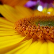 「ひまわり」あなたが撮った「花」の写真募集！WEBガーデン「5周年記念庭園」開設！の投稿画像