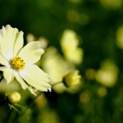 「コスモス」あなたが撮った「花」の写真募集！WEBガーデン「5周年記念庭園」開設！の投稿画像