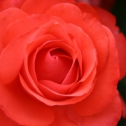 「凛と咲く」あなたが撮った「花」の写真募集！WEBガーデン「5周年記念庭園」開設！の投稿画像