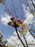 今年の初桜・・・。