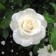 ☆　雨上がりの薔薇