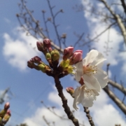 今年の初桜・・・。