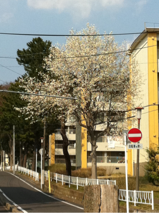 地震でも負けないぞの画像（1枚目）