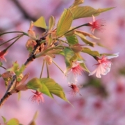 河津桜