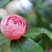 「ピンクカメリア」日本を元気にしよう！癒しやパワーをくれる植物の画像やイラスト大募集！の投稿画像