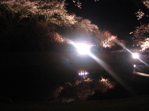 夜桜★の画像（1枚目）