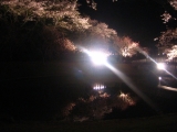 「夜桜★」の画像（1枚目）