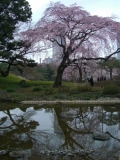 「都会のしだれ桜」の画像（1枚目）