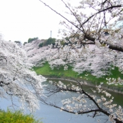 千鳥ヶ淵