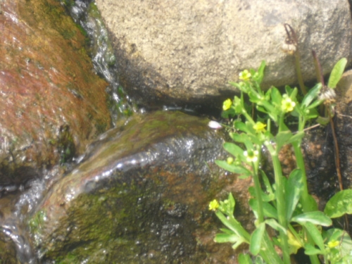 石の間を流れる水と草花の画像（1枚目）