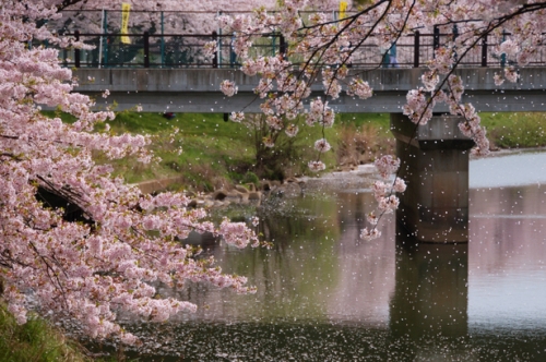 桜と川の画像（1枚目）