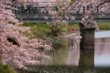 「桜と川」の画像（1枚目）