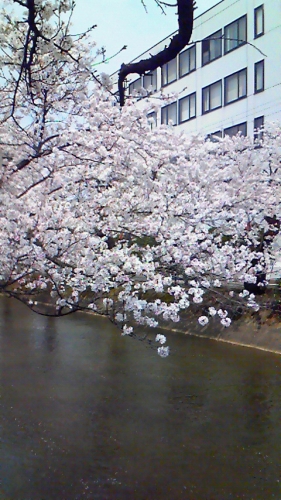 桜の画像（1枚目）