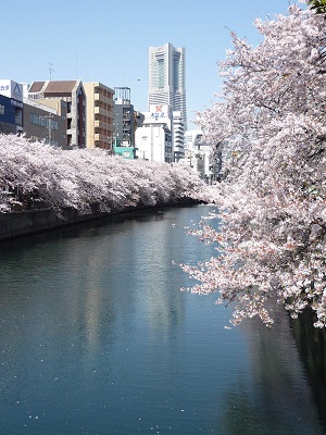 横浜ランドマークと桜と大岡川の画像（1枚目）