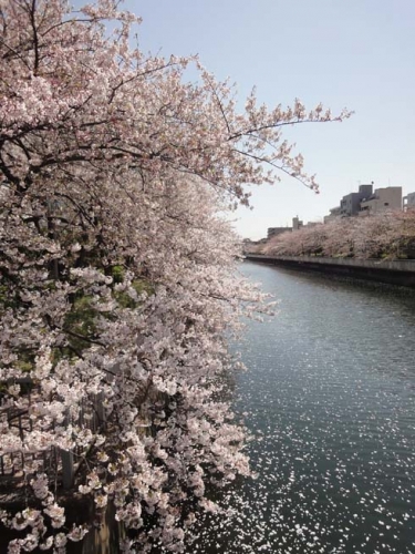 桜と川の風景。の画像（1枚目）