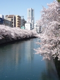 横浜ランドマークと桜と大岡川