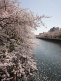桜と川の風景。