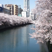 「横浜ランドマークと桜と大岡川」【クリンスイ】～水のある風景～　写真テーマ「花と水」の投稿画像