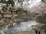 「川面の桜」の画像（1枚目）