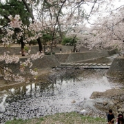 「川面の桜」【クリンスイ】～水のある風景～　写真テーマ「花と水」の投稿画像