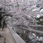 「桜吹雪」【クリンスイ】～水のある風景～　写真テーマ「花と水」の投稿画像