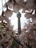 「桜とマリンタワー」の画像（1枚目）