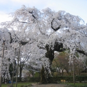 お花見♪